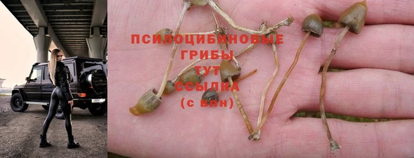 ГАЛЛЮЦИНОГЕННЫЕ ГРИБЫ Аркадак